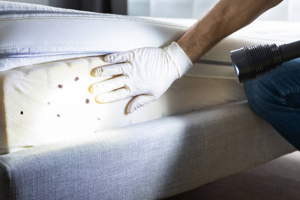 Best Local Pest Control Services  in Glenwood, AR