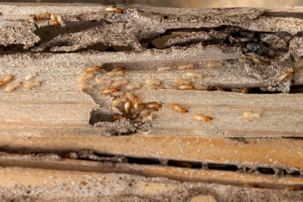 Best Mosquito Control Services  in Glenwood, AR